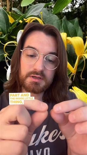 Landon Bryant on Instagram: "Come to my shows! Pittsburgh 6/19, Raleigh 7/24, Atlanta 8/28. What do you know about honeysuckles? How long did you spend working for this tiny (but worth it) treat? #southern #southernaccent #southerncharm #southernliving #honeysuckle"