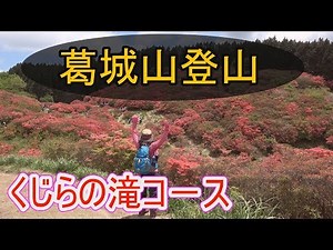 ★4K【葛城山登山】葛城高原つつじ満開。大和葛城山(標高959m)登頂記。