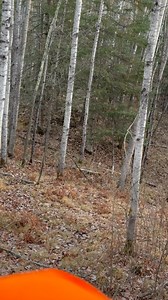 197K views · 838 reactions | Something arguably cooler than shooting a deer happened to me this morning. Saw a bobcat for the first time. It slunk so stealthily by. | Hagen Wagon | Facebook