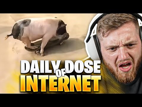 😂🤯Das SCHWEIN kann SKATEBOARD FAHREN? - Daily DOSE REAKTION | Trymacs Stream Highlights