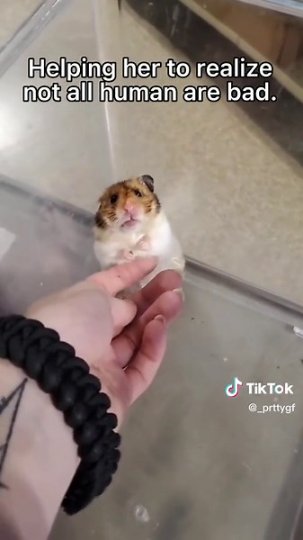 Poor baby😭 #hamster #scared #of #human #trauma #sad #save #this #animal