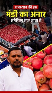 Anar farming has become a major source of income for farmers in Rajasthan's Jalore, Bikaner, Barmer, and Jodhpur districts. With advanced techniques like drip irrigation and tissue culture plants, farmers are earning lakhs per acre. The fruit, which can last up to 10 days without spoiling, is even exported to the US! One such entrepreneur, Shabbir Sayed, is carrying forward his family legacy in the pomegranate business. A second-generation farmer, Shabbir runs Maruti Kripa Anar Mandi, where the 
