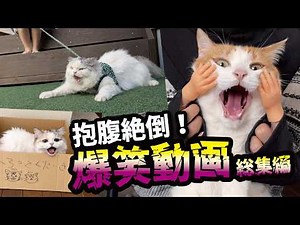 Check out this hilarious video of cats speaking in Kansai dialect! [Compilation]