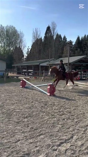 Great ride on ollie! #horse #equestrian #equestrianjourney #edit #boostup #goviral #horsegirl #jump