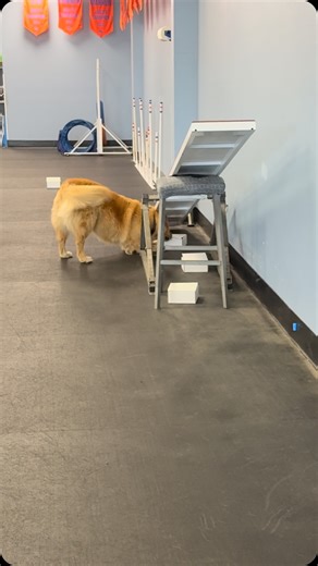 🐾 Follow that nose! 🐶 Scentwork isn’t just a fun game — it’s one of the most natural and rewarding activities for dogs! ✨ Why it matters: 👃 Engages their strongest sense — smell! 🧠 Builds focus, confidence, and problem-solving skills 💪 Burns mental energy (tired brain = calm dog) 💞 Strengthens your bond as you work as a team Whether it’s searching for hidden treats or practicing scent detection, scent work gives dogs a job that taps into their instincts and makes them feel successful. 💬 H