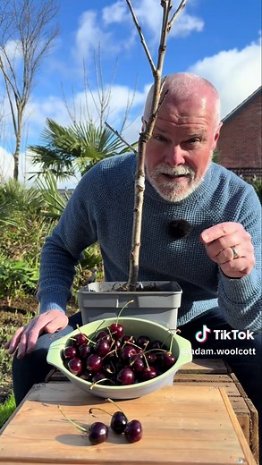 Growing Little Stella Cherry Trees: A Compact Delight