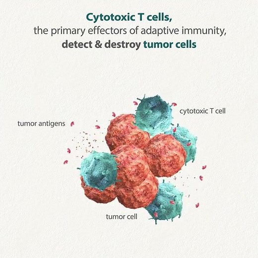 IOU YouTube: What is the role of cytotoxic T cells in antitumor immunity?