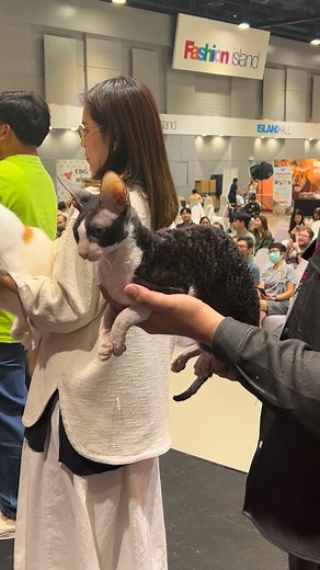 Cornish Rex handled by his proud dad — what an amazing duo to see on stage!😻 #fyp #catlovers #cornishrex | Gucciology