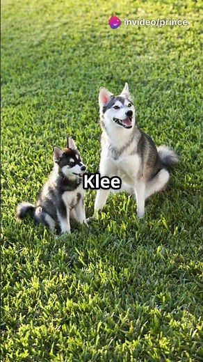 Siberian Husky vs Alaskan Klee Kai: Key Differences!