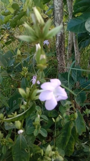 Enchanting flute #nature sound 📢 #flowers 🌼 #shorts