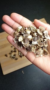 11K reactions · 171 comments | Here are 04 benefits of Moringa tree #moringatree #moringabenefits #moringaoleifera #moringa #plantbasedprotein #plantbased #immunebooster #LetsCookMzansi #plantbasednutrition #veganfriendly #creatorsearchinsights #plants #letseatmzansi #foresttherapy | Letscookmzansi | Facebook