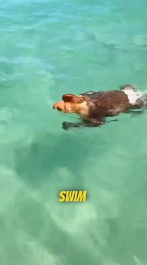 The Only Monkey That Can Actually Swim 🐒💧