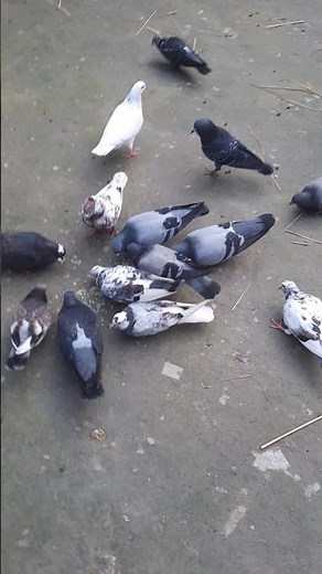 Feeding Pigeons Properly | Smart Tips for Healthy Happy Birds
