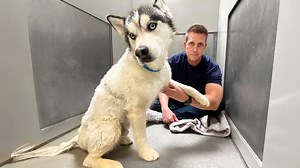 Watch the moment this sad Husky Shakes the First Time #husky #adoptdontshop | Rocky Kanaka