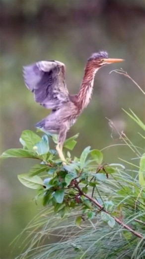 Inside the early life of a growing green heron