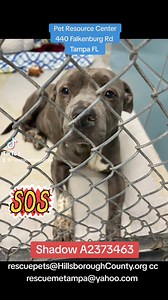 We are sad to report that Shadow has gone to bridge. Run free Shadow we are so sorry your owners were evil and you deserved so much better. We loved you little friend and we wish you would have had a better life. We need a RESCUE for SHADOW A2373463 we tried to get him out yesterday and he couldn't even stand. This guy is weak and he needs a RESCUE. HE IS ON EUTH LIST for 4-19-24 if you can Medically FOSTER for a RESCUE and if you can SPONSOR or DONATE please help SHADOW. HE WA So failed by his 