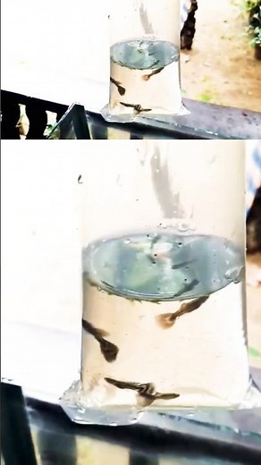 ഗപ്പി ഫിഷ്, ദി അൾട്ടിമെയ്റ്റ് അക്വാറിയം എന്റെർറ്റൈനേഴ്സ് #shorts