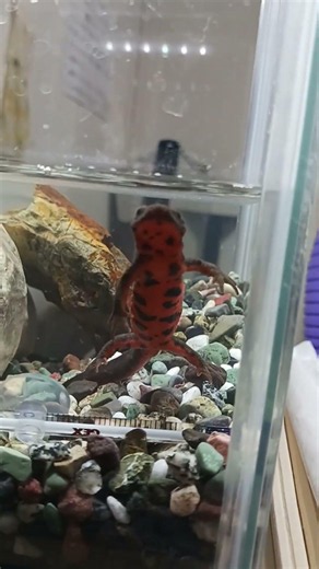 アカハライモリの様子