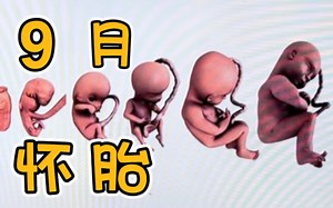 【胎儿发育全过程】生命的奇迹