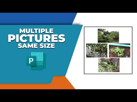 How to make multiple pictures same size in Publisher