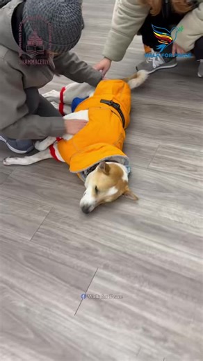 Aloka the Peace Dog on Instagram: "Massage Time for Aloka! 🐾🧡✨ Aloka was lying down feeling so relaxed! Dressed in his bright orange coat, he enjoyed a very special rub and massage that we gave him on behalf of everyone who asked us to give him some extra love. He is such a good boy for sharing his calm energy with us, and we made sure he felt all the kindness you sent his way while he had some rest time with us. May you and all beings be happy and at peace. 🙏 #WalkForPeace #AlokathePeaceDog