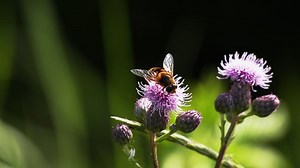 Hover Flying, Bee, Wasp. Free Stock Video