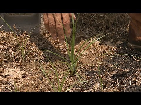 Controlling Yellow Nutsedge – This Week in the Garden