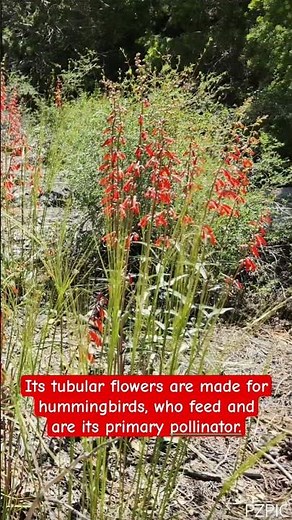 Firecracker Penstemon: Hummingbird Magnet of the Desert