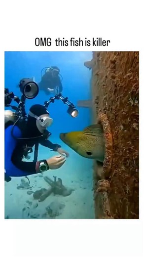 buzz__decode on Instagram: "The post features a 10-second underwater video of scuba divers provoking a large yellow moray eel from its crevice in a shipwreck, resulting in it lunging and briefly clamping onto a diver's arm before release, captioned for dramatic effect. Moray eels can deliver severe bites using dual jaw sets, with bacteria-laden teeth causing infections; a 2004 Wilderness & Environmental Medicine study details a rare unprovoked attack leading to near-arm amputation, though human