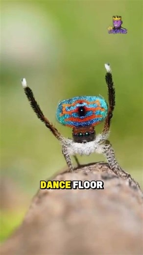 Dance or Die: The Peacock Spider’s Deadly Show. 🕷️ #PeacockSpider #SpiderDance #fblifestyle #reelsfbシ | Cronus