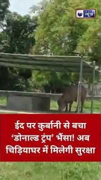 वायरल White Buffalo ‘डोनाल्ड ट्रंप’ की बची जान, नेशनल जू में किया गया शिफ्ट