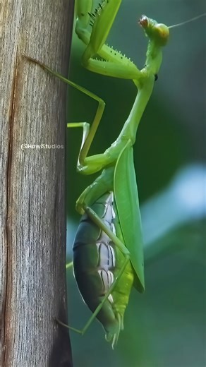 Pregnant female green praying mantis Wincent JKcnC #insects #nature #wildlife | HAWI Studios