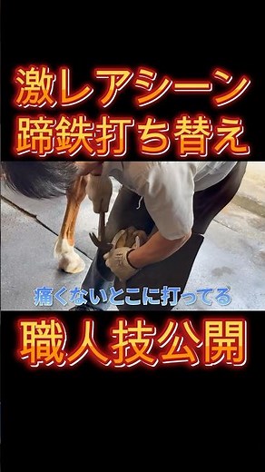 【競馬】激レアシーン！？蹄鉄打ち替えの職人技を公開！【馬主】#馬主 #競馬 #職人技