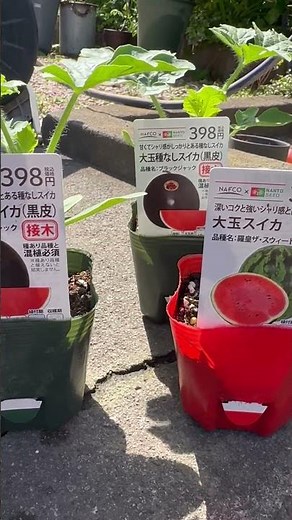 2026.4.11 今年も我が家はスイカの名産地🍉 #スイカ #家庭菜園