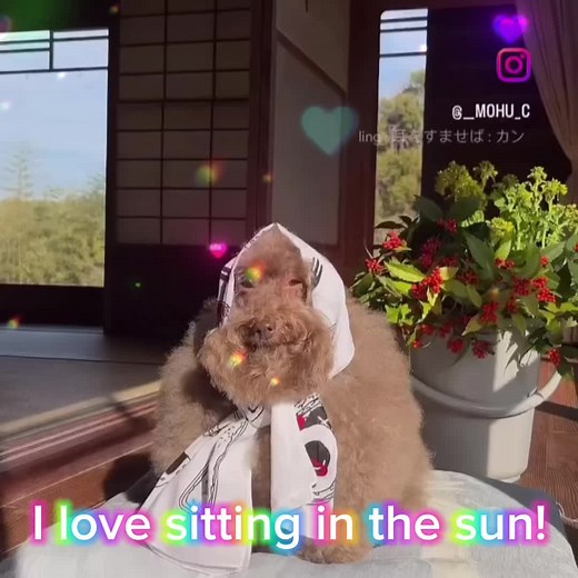 Mulch Dog Enjoys Sun's Electromagnetic Radiation