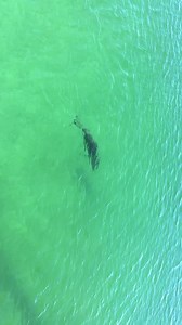 12K views · 418 reactions | Anyone else care for a swim?  : Chasin' the Sun Fishing Show | Visit Panama City Beach | Facebook