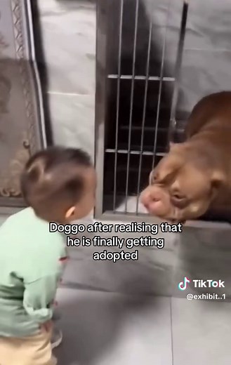 Happy Dog Adoption: A Heartwarming Moment