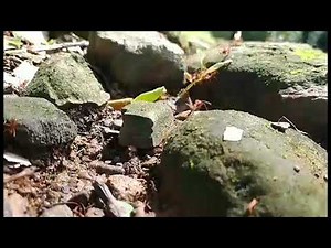 Ants Moving a Rubber Tree Plant