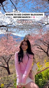 Reminder: You DON’T have to wait until March or April to see blossoms in Japan…they actually start way earlier!! 🌸 Save and share with your friends who want to avoid the crowds during Sakura season in Japan🇯🇵 Most people think sakura season only happens in late March–April (that’s true for Tokyo, Kyoto, Osaka, etc. 🌸), but Japan’s flowering timeline stretches months because of its long north–south geography. Here’s how it really works 👇 🌸 Jan–Feb: Early Cherry Blossoms & Plum Blossoms • Ok