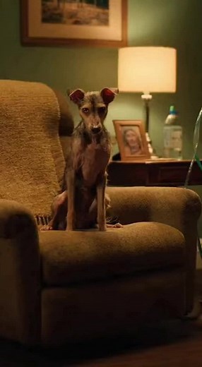 20 reactions | MY BROTHER “RESCUED” A STRAY DOG—BUT IT KNEW OUR HOUSE...