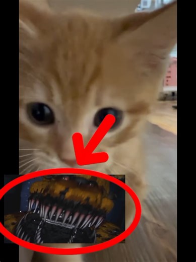 #fyp #humor #meme #fnaf #cat