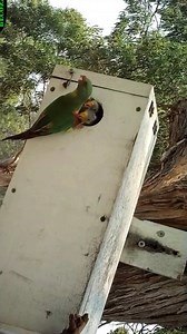 166 reactions · 23 shares | Swift Parrot ( Lathamus discolor )  A...