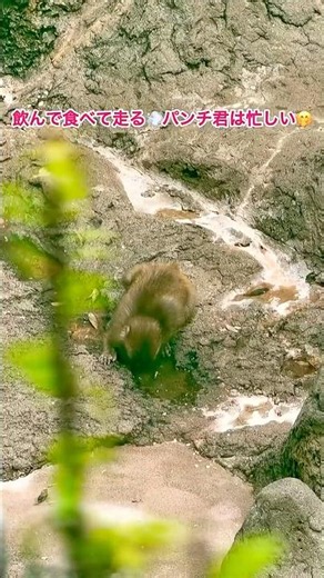 飲んで食べて走る💨パンチ君は忙しい☺️🐒