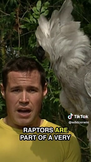 Mighty Harpy Eagle: King of New World Raptors