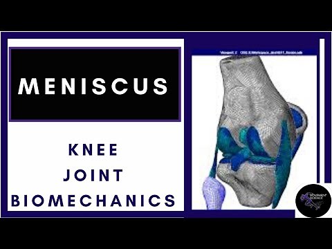 Knee Joint Anatomy Introduction-Meniscus and its Function