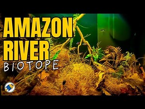 Building a Biotope Aquarium Based on the Amazon River