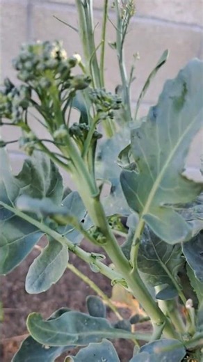 This year's broccoli keeps flowering, time to trim it: part 1 #garden # carrot #gardening