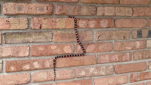 5.9M views · 163K reactions | If it runs into itself, game over....