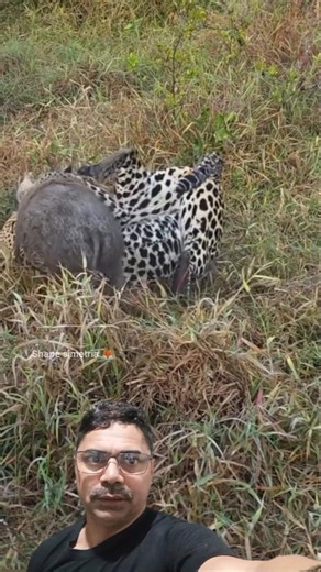Jaguar vs. Wild Boar: They're No Match for a Leopard and a Wild Pig
