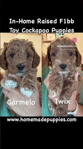 F1bb Toy Cockapoo Puppies https://www.homemadepuppies.com/breeds/cockapoo #cockapoo #cockapoos